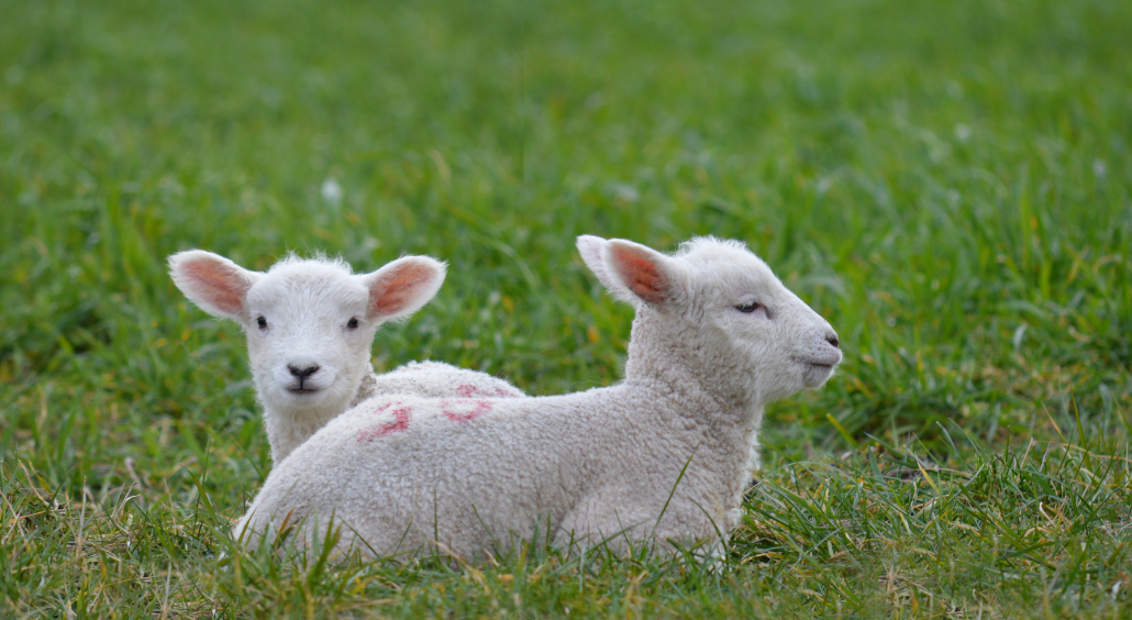Pet Ewes and Lambs Stolen in Geashill