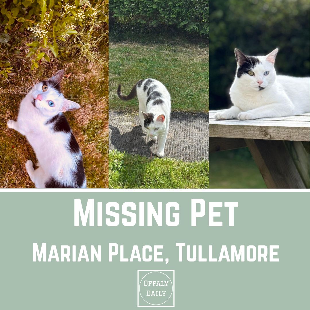 Missing Cat Appeal In Tullamore
