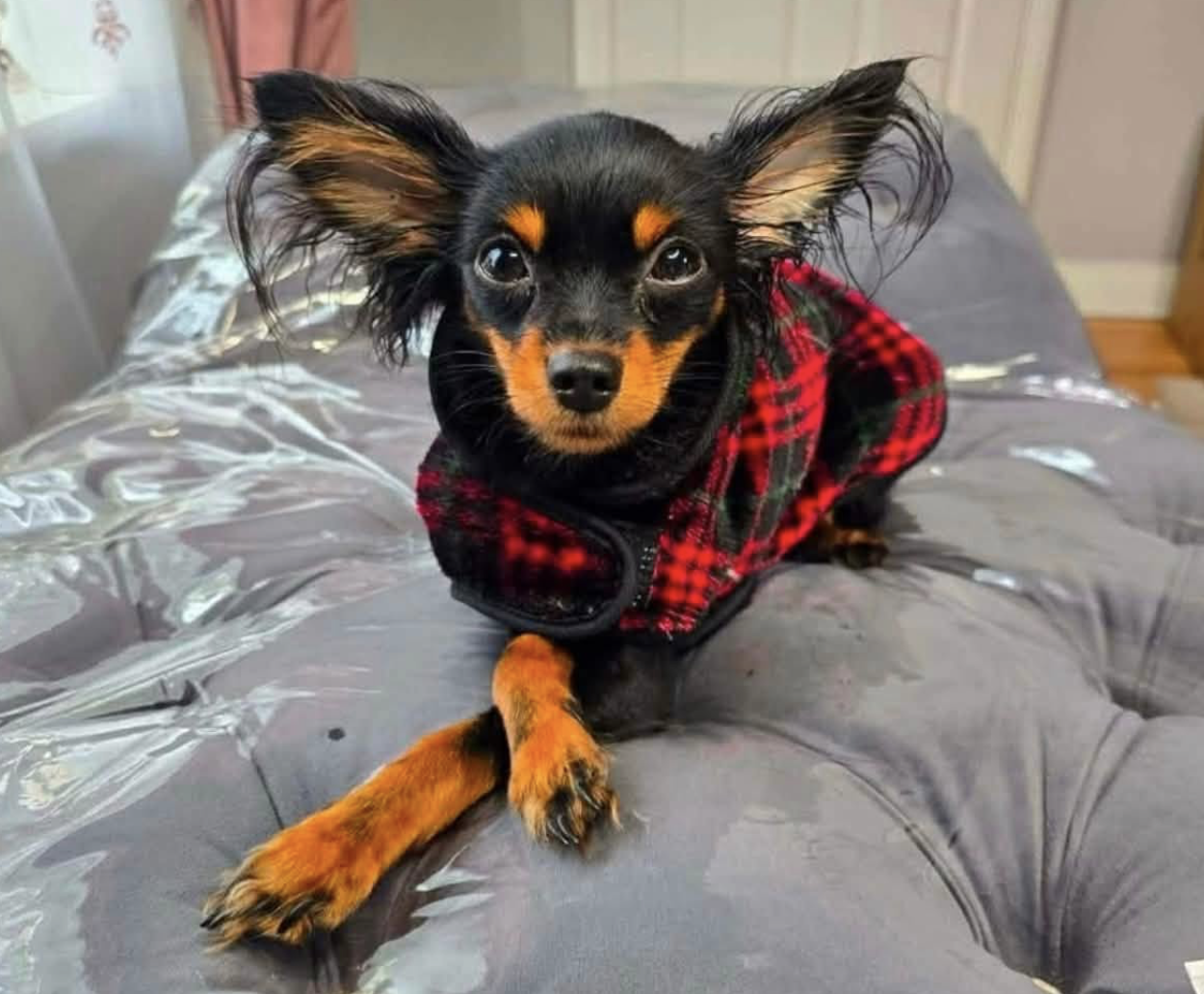 Appeal After Puppy Goes Missing from Edenderry Garden