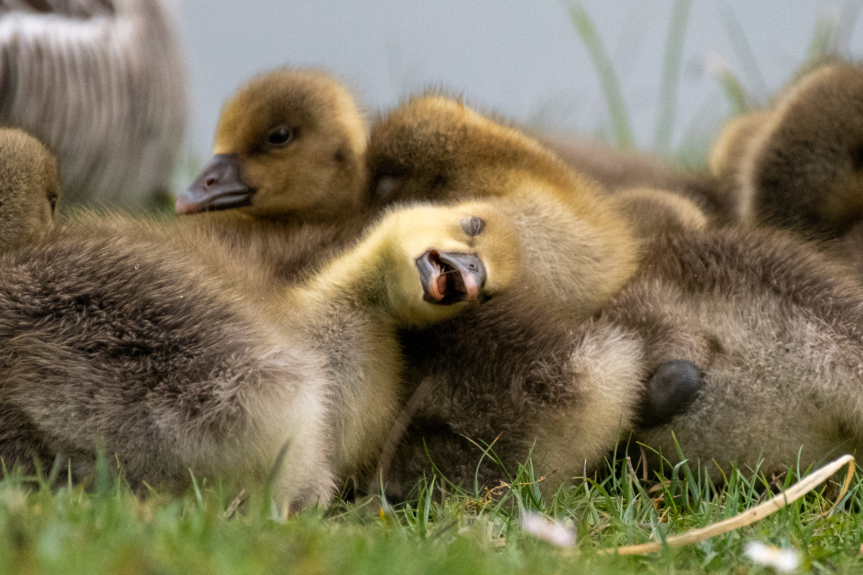 Offaly Photographer’s Sleepy Gosling Photo Reaches Finals of International Competition